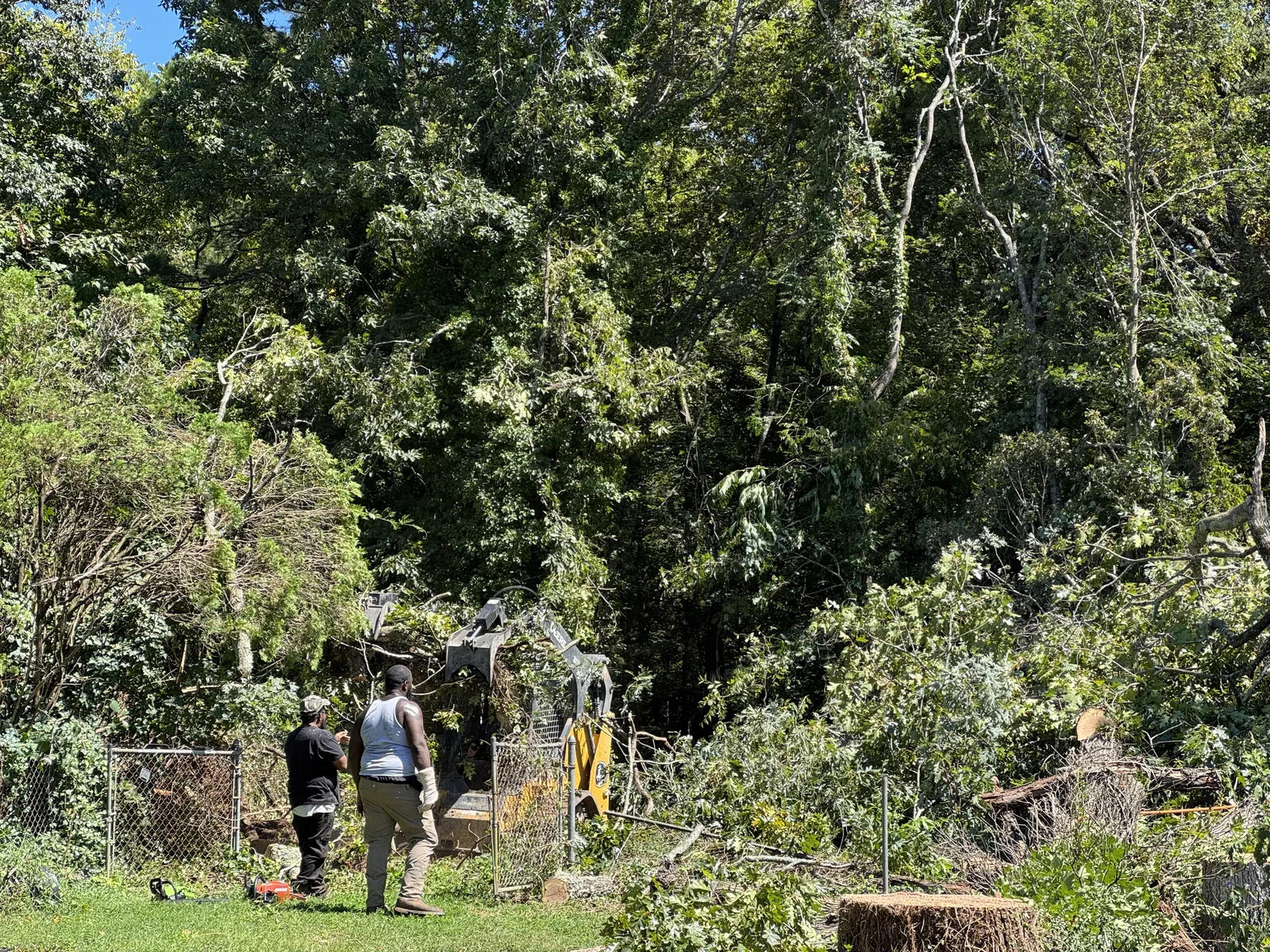 Tree care